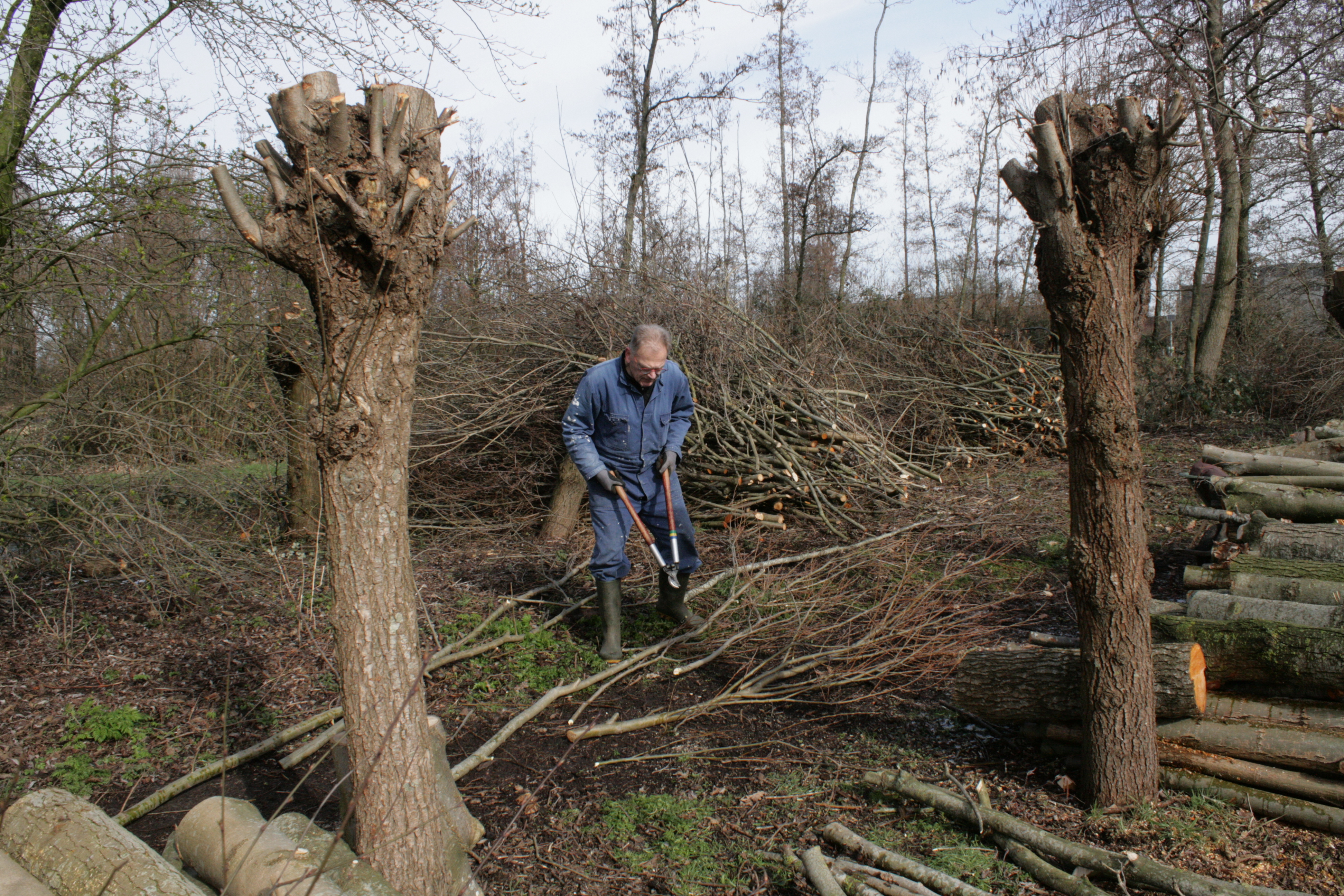 Knotploeg (Spookverlaat). Foto van Margot Klingers.